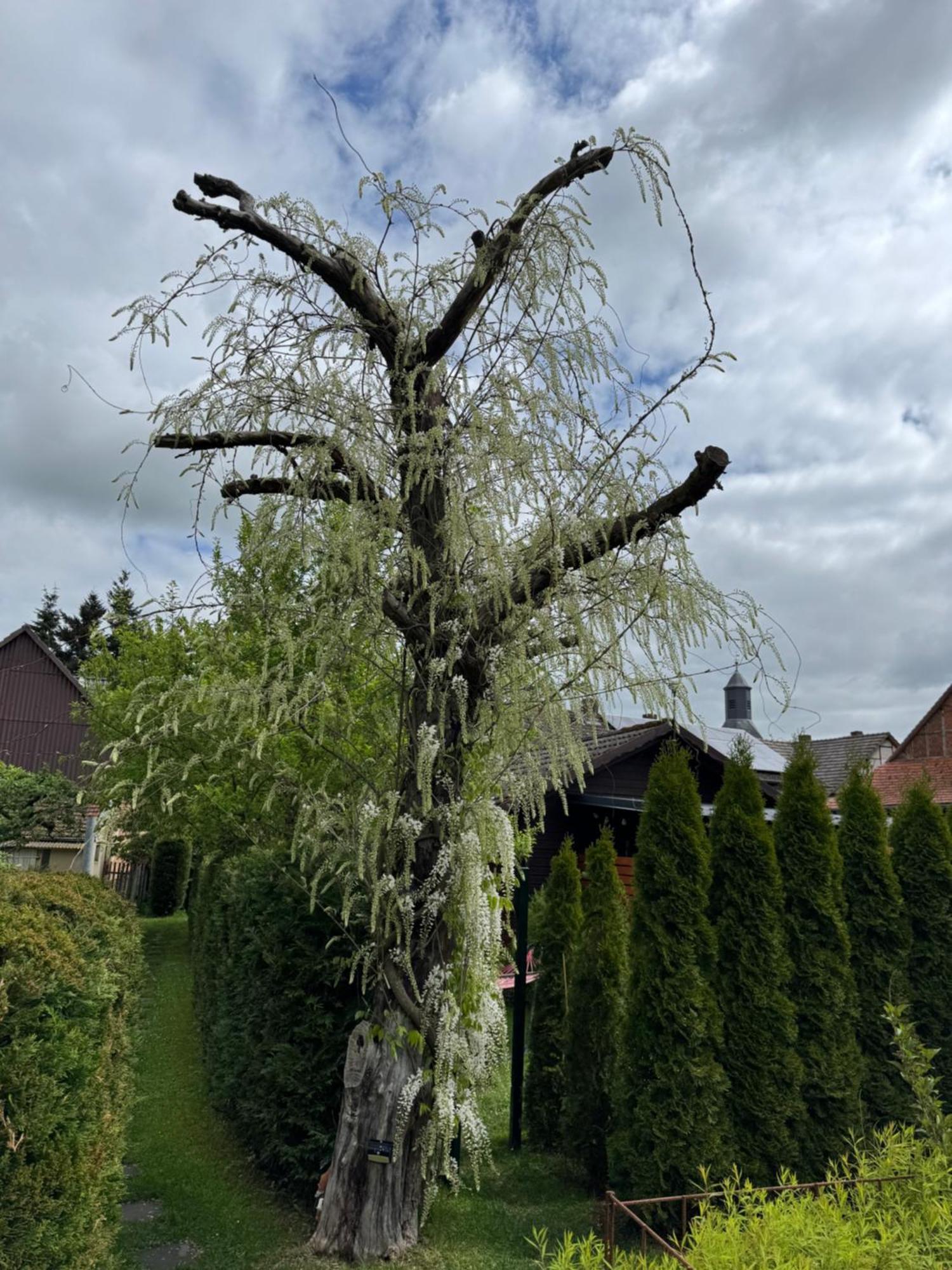 Ferienwohnung Am See Dillich - Ruhige Lage - Eigener Garten - Direkt Neben Einem Natursee Borken  エクステリア 写真